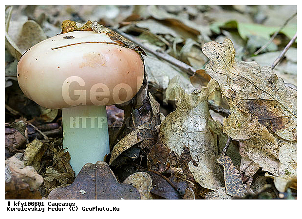 �����, �����, ������, ����, ������� �����, �����, ���, ���������, ����, ����, ������� �������, ������������ ������ ������� ������� ���, ��������