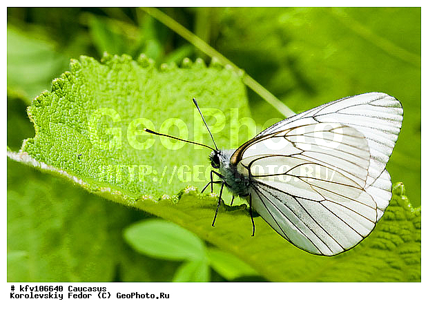 ���������, �������� ������, ������� ����������, ������, ��������������, �������������, ������, ��������, ��������, ��������������, ���������, ���������, �������, �������, XYZ, �������, Pieridae, ����������, Aporia crataegi, ��������������