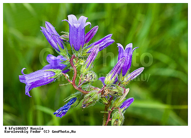 ����� �������, ������ �����, ������ ���, ������������, ����, ����� ������������, ������, ������, �����, ����� ������ ����