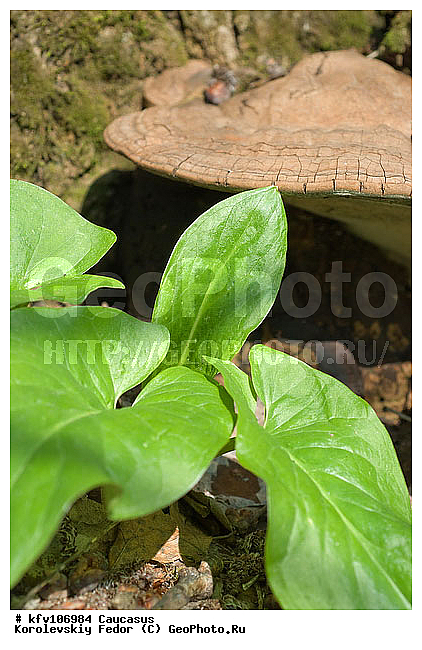 �����, �����, ������, ����, �����, ������, ������ ������, �����, ������ �����������, �������� �������