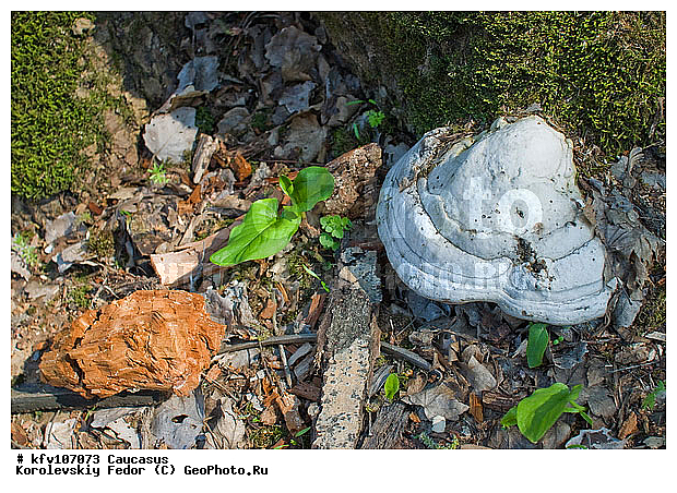 �����, ���� �������� ���������, �����, ������, ����, ��������� ���, ������ �����������