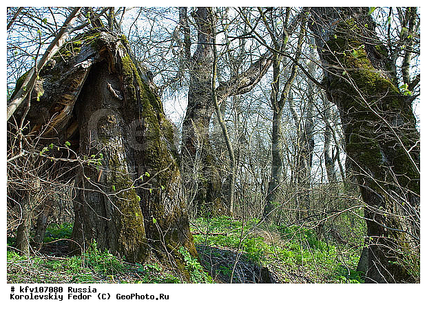 �������� ������, ��������������, �����, ������ ���� ����, ������ ����, ������ ���� ����, ����������, ���������� �������, ���������� ���, ������ �����, ��������, ����������� ������, ������, �����