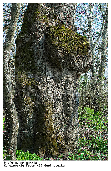 �������� ������, ��������������, �����, ������ ���� ����, ������ ����, ������ ���� ����, ����������, ���������� �������, ���������� ���, ������ �����, ��������, ����������� ������, ������, �����