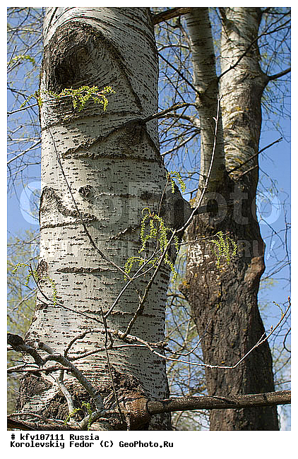 �������� ������, ��������������, �����, ������ ���� ����, ������ ����, ������ ���� ����, ����������, ���������� �������, ���������� ���, ������ �����, ��������, ����������� ������, ������, �����