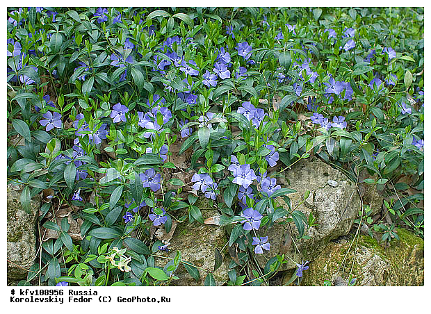 ������ ��������, �������� ����������, ����, ���������, ���������� ��������, �������� ����, �����������, ������������, ������ �������� ����������, �����, ����������