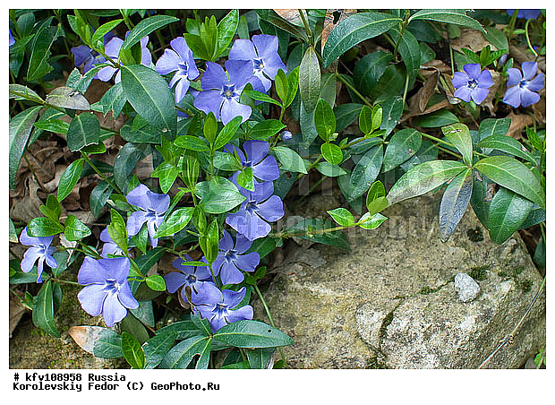 ����� �������, �������� ����������, ������� ���, ������ ������, ������������, ���������� �����, �������������, �����������, ����������� ��������, ���������, ������ �������