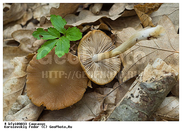 �����, �����, ������, ������� ���, ����, ������� ���, �������, ������ ����, ������, ������������ ������