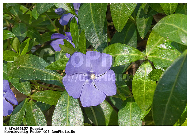 ������� �����, �������, ������������, ������������, ����������� ��������, ����������, ������, ������ ��������