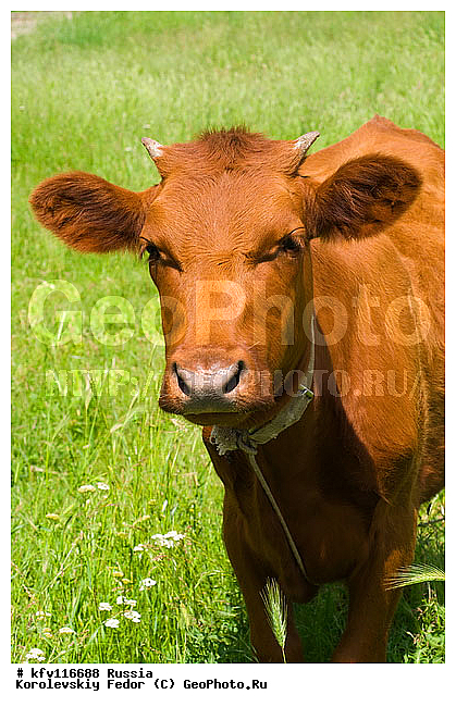 ��������, �������� ��������, �������� ����, ������ ���, ������, ������, ���, ���������������, ������, ������������� ��������, �������� �������, ������, ������������ ����, ������� ������������ ������, ����, ��������������, �������������, ��������������