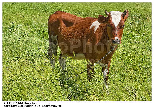 ��������, �������� ��������, �������� ����, ������ ���, ������, ������, ���, ���������������, ������, ������������� ��������, �������� �������, ������, ������������ ����, ������� ������������ ������, ����, ��������������, �������������, ��������������