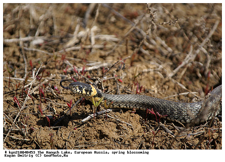 ������ �����, ����������, ����� �����, �����, ��, ��������, ��������, ��������������, ��������������, ��������, ��������, ����, ����, XYZ, �����������, Colubridae, ������������ ��, Natrix natrix, ����, ����