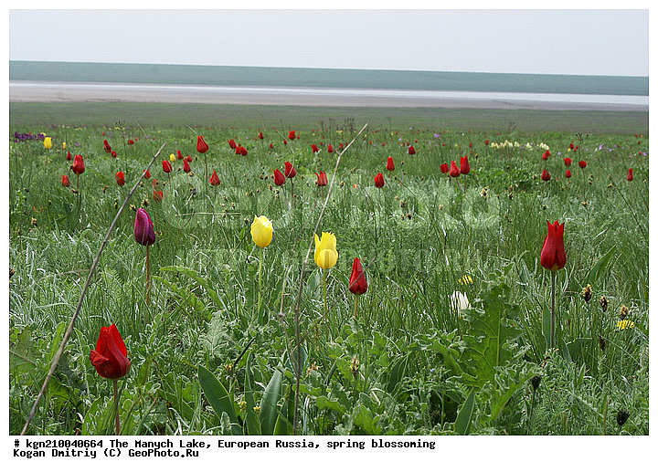 ������ �����, ����������, ����� �����, �����, ������� ������, ��������, ������ ��������, �����, ��������, ���������� ��������, ������, �����, ������������ ��������, ������������ ��������, XYZ, ��������, Liliaceae, ������� �������, ������� ��������, ������� ������, Tulipa gesneriana, Tulipa schrenkii, Tulipa suaveolens, Tulipa gesneriana var. minor, Tulipa gesneriana ssp. schrenkii