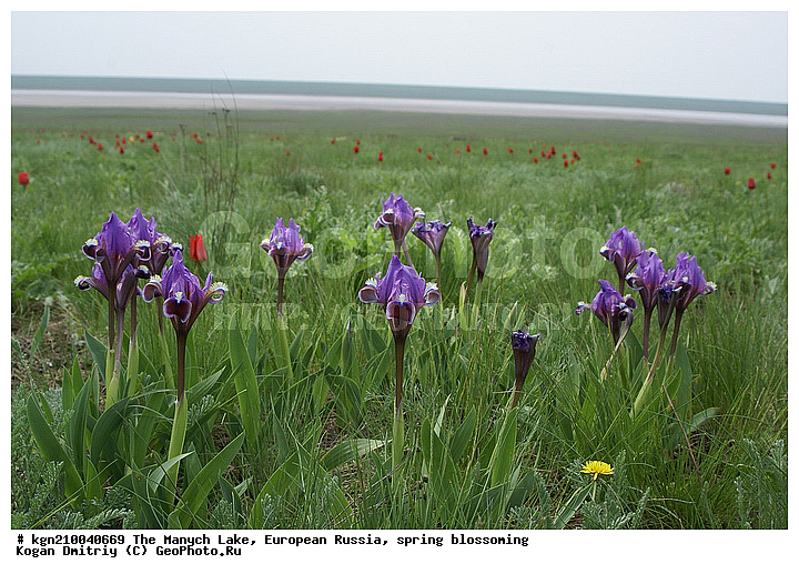 ������ �����, ����������, ����, ����� �����, �����, ��������