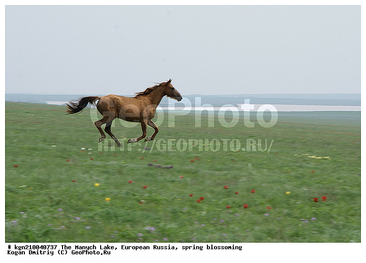 ������ �����, ����������, ������, ����� �����, �����, �������, ��������, ������, ��������, ��������, �������������, �������������, �����, �����, XYZ, ���������, Equidae, �������� ������, Equus ferus caballus, ������, ��������, ��������, �������������, �������������, �����, �����, XYZ, ���������, Equidae, �������� ������, Equus ferus caballus