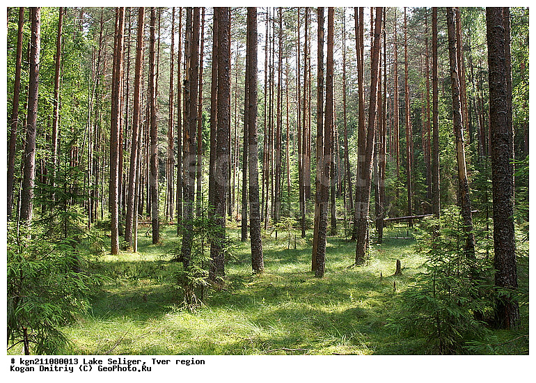 ����� �������, �������� �������, ���