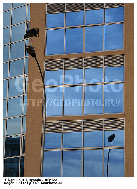 ������, �������, ������, ������, �����, �����, XYZ, ��������, Ciconiidae, ����������� ������, Leptoptilos crumeniferus