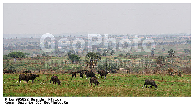 ������, �������� ����, ������, ������, �������, �����, �������������, �����, �����, XYZ, ���������, Bovidae, ����������� ������, ׸���� ������, Syncerus caffer, ������������ ���� �������� ����, ������