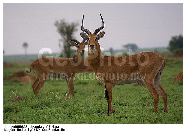 ������, �������� ����, ������, ��������, �������, ������������ ���� ��������-����, ��������, ��������, �������������, �������������, �����, �����, XYZ, ���������, Bovidae, ���, �������� ����, �������� �����, Kobus kob