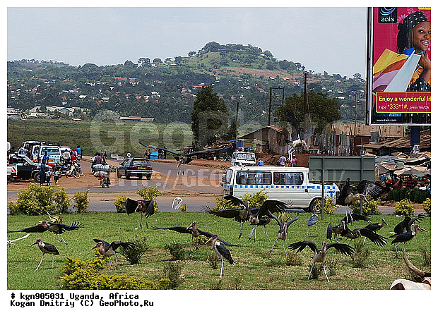 ������, ������, ������, �����, �����, XYZ, ��������, Ciconiidae, ����������� ������, Leptoptilos crumeniferus