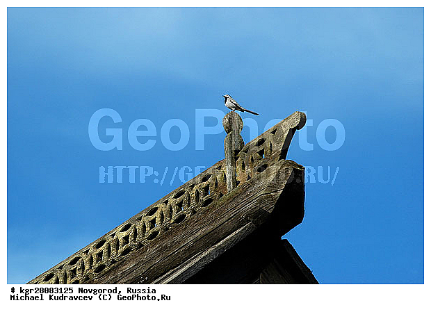 �������� �������, ������, �����, �����, XYZ, �������������, Motacillidae, ����� ����������, Motacilla alba