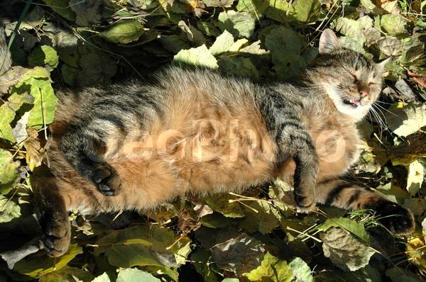 Опавшие Осенние Листья Фотография В Гиппенрейтера