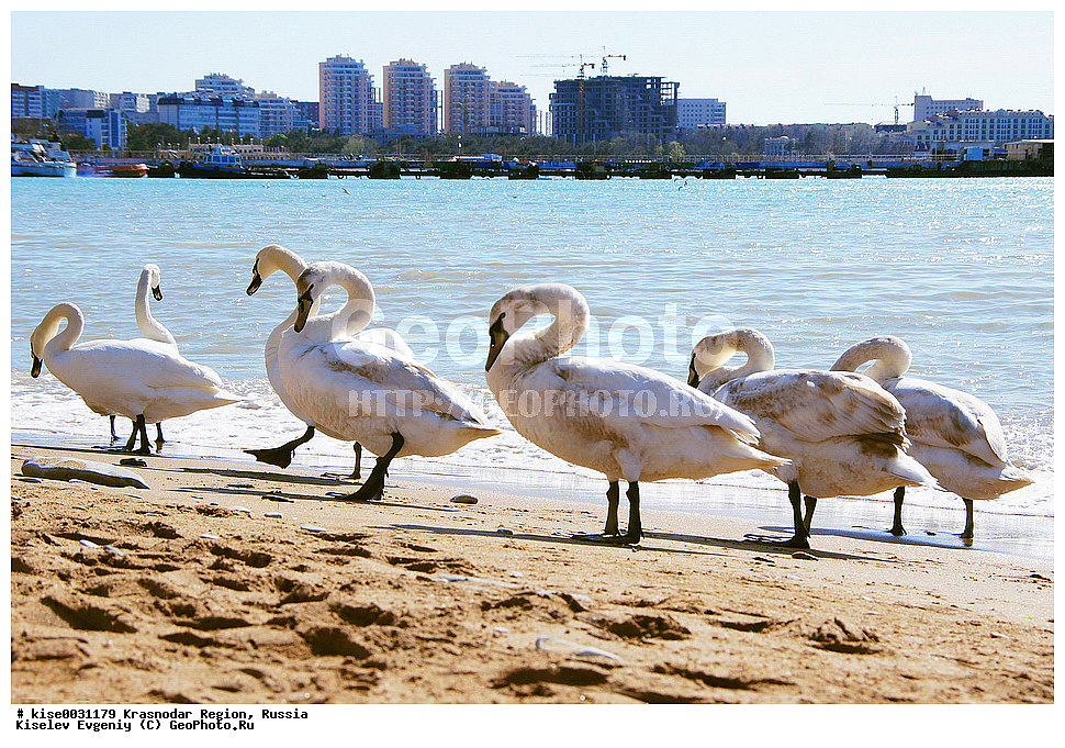 ������, ������������� ����, ���������, �����, ������, ������ ����, �����, ����, �����, ������, ����� ������, ������, ��������, ��������, ��������, �����������, �����������������, ������������� �����, ������������� �����, XYZ, ������, Anatidae, ������-�����, Cygnus olor