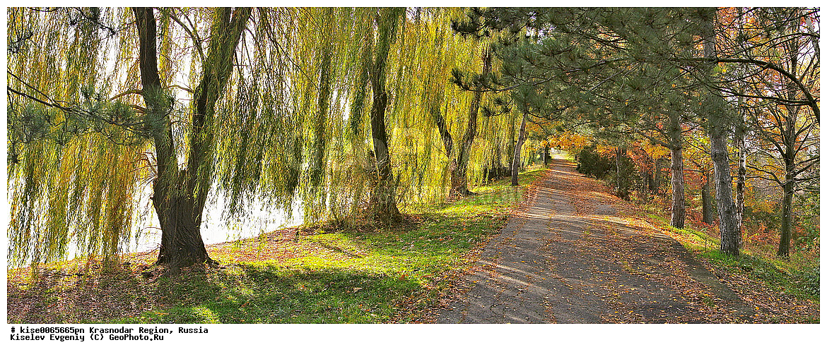 Russia, Krasnodar region, Giaginsky district, Goncharka. Dendrological Park P.v. Bukreeva. Alley autumn Park. Panorama.