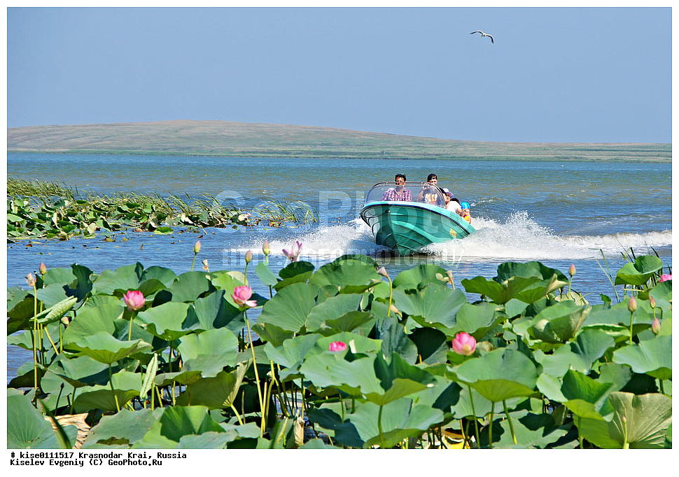 ������, ������������� ����, ���������, �������� ���� , �����, ������������� , ������, ��������, �����, ������, ���������, �����, ���������, �������, ����, �������, ����������, ����������, ������, ��������, ������ ��������, �����, ���������� ��������, ������������ ��������, ������������ ��������, ������, �����, XYZ, ���������, Nelumbonaceae, ����� ����������, ����� �����������, ����� ���������, Nelumbo caspica, Nelumbo nucifera, ����������� ��������, �����, ����������� ��������, �����, ����������� ��������, �����������, �����������, ������������ ��������, ������������ ��������, ������������, ������������, ������������, �����������, ������ ��������, ������ ��������, ������