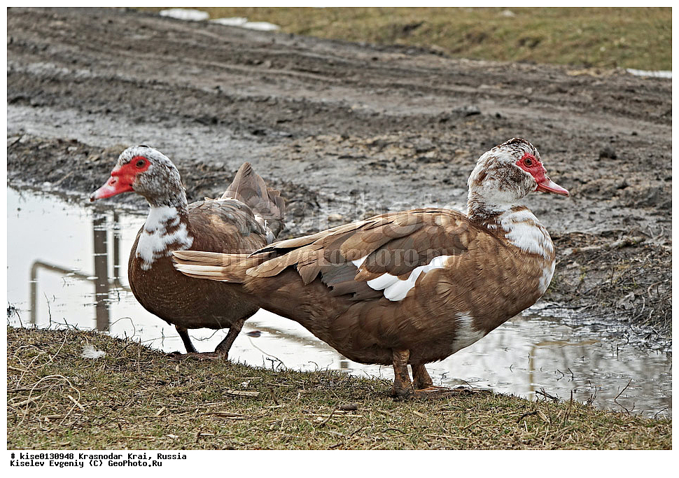 ������������� ����, ������, ����������� �����, ������������� ����, ������,  ����������, �������, �������, �����, �����, ��������, ����, �����, ����, ��������, �����, ��������, ��������, ��������, ��������, �����������, �����������������, ������������� �����, ������������� �����, XYZ, ������, Anatidae, ��������� ����, Cairina moschata