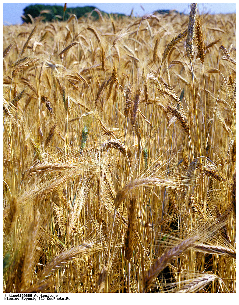 ������, ������������� ����, ������, ������� �����, �������� ���������, ����������, ������������ �����, ����, ����, �������, ����, �����, �����, ������,