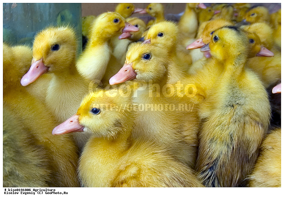 ������, ������������� ����, ����-��������� �����, �������� ���������, ������������, ��������, ������, �����, ����, �������, ��������, ��������, �������, ������������, ����, ��������,��������