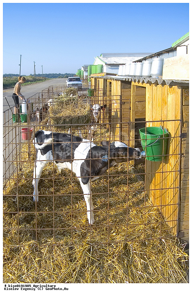 ������, ������������� ����, ���������, �����, �������� ���������, ��������������, �����, ����, �������, �����������, ��������, ��������, ��������, �������������, �������������, �����, �����, XYZ, ���������, Bovidae, ������, ���, ���, Bos taurus taurus