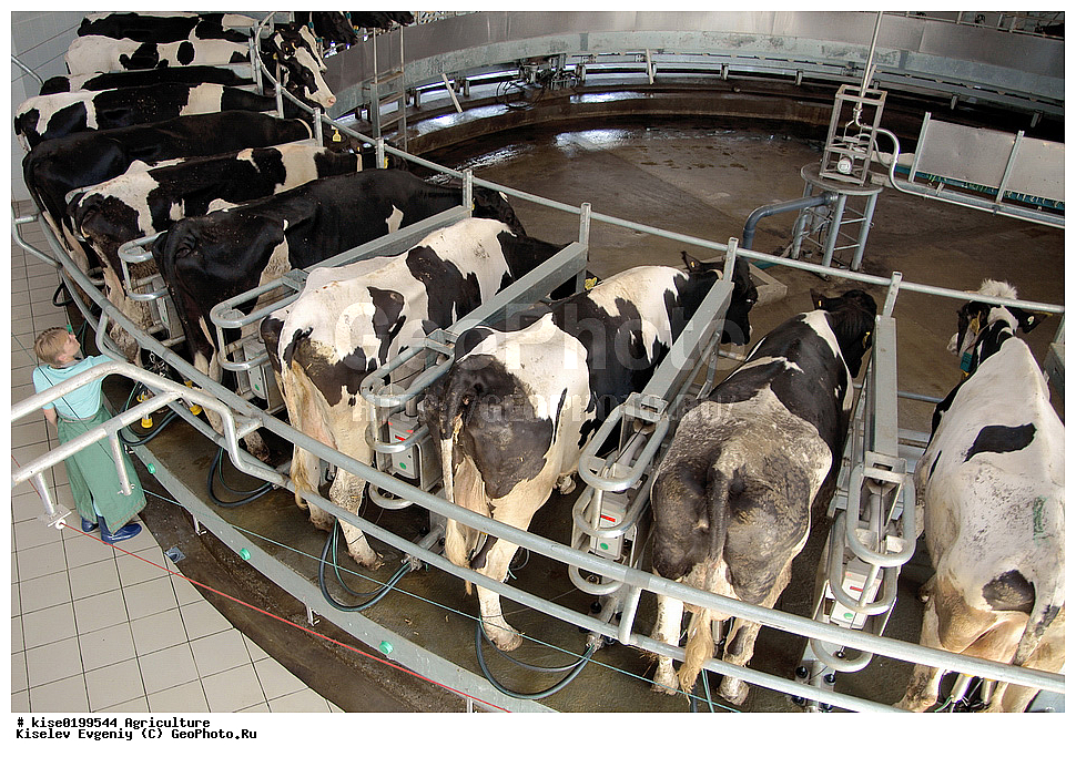  �����, ��������������, ��������, ������, ������, ��������, ������������, �������� ���������, ������, ������������� ����, ���������, �����, �������� ���������, ������������ ������, �����, ������� ������� ����, ������, ������, �����, ���������, ��������, �����������, �������, ��������, , ��������, ��������, �������������, �������������, �����, �����, XYZ, ���������, Bovidae, ������, ���, ���, Bos taurus taurus