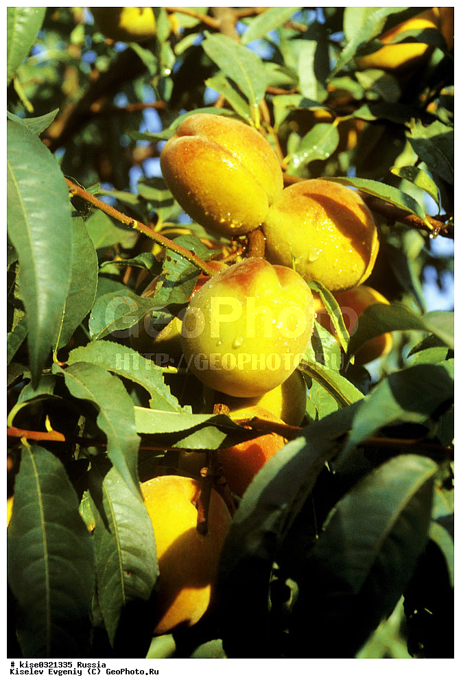 ������, ������������� ����, ���������, �����, �������� ���������, �����������, ������������ �������, ������, ������, �������, ���, ������,  �����, ������, ������, ������ ��������, �����, ���������� ��������, �������, ������� ��������, �����, ������, ����, �����, XYZ, ������������, �������, �����������, Rosaceae, ������ ������������, ����� ����������, ������, ���������� ������, Persica vulgaris, Prunus persica, Amygdalus persica