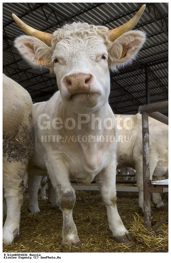  �� ����� �������� �������� �����, ������, ������������� ����, ���������, �����, �������� ���������, ��������������, �����, ������� ������� ����, ������������ ����������, ������, ��������, ��������,����, ������, ���������, ����, �����, ���������, , ��������, ��������, �������������, �������������, �����, �����, XYZ, ���������, Bovidae, ������, ���, ���, Bos taurus taurus, ��������, ��������, �������������, �������������, �����, �����, XYZ, ���������, Bovidae, ������, ���, ���, Bos taurus taurus