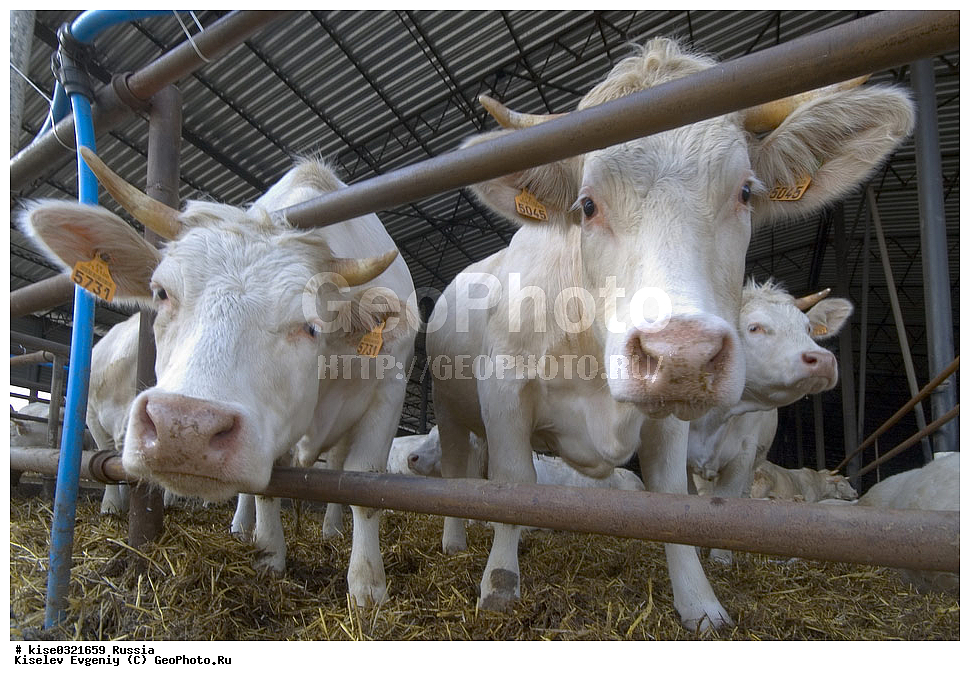  �� ����� �������� �������� �����, ������, ������������� ����, ���������, �����, �������� ���������, ��������������, �����, ������� ������� ����, ������������ ����������, ������, ��������, ��������,����, ������, ���������, ����, �����, ���������, , ��������, ��������, �������������, �������������, �����, �����, XYZ, ���������, Bovidae, ������, ���, ���, Bos taurus taurus, ��������, ��������, �������������, �������������, �����, �����, XYZ, ���������, Bovidae, ������, ���, ���, Bos taurus taurus