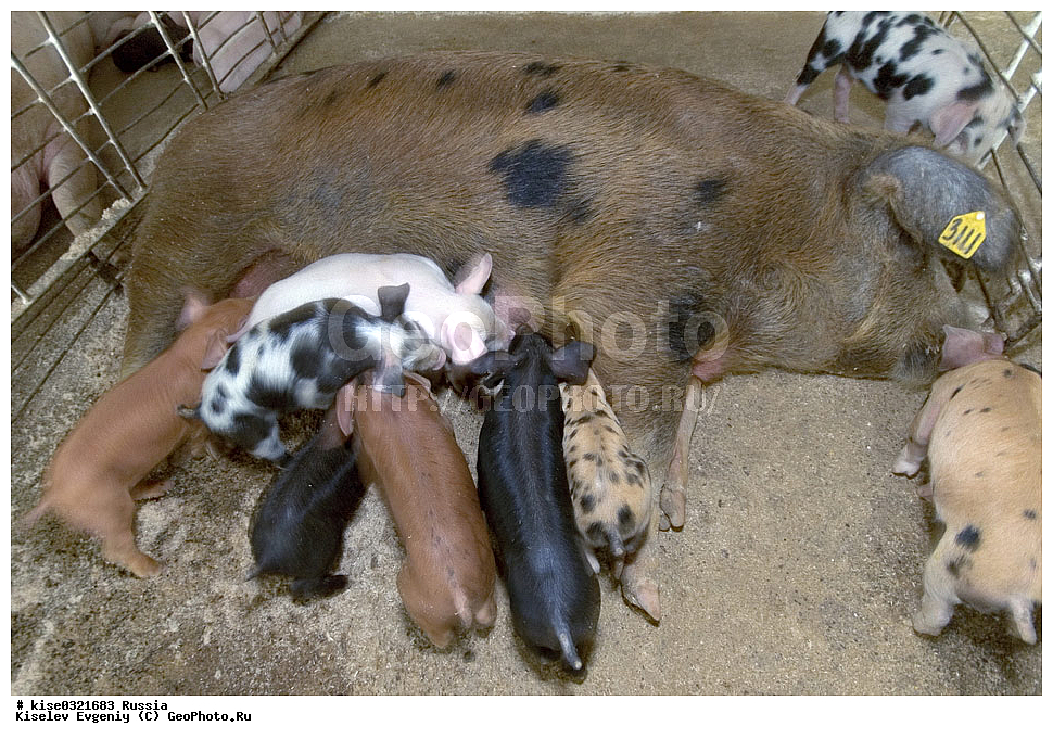 ������������� ����� � �� ���������, ������, ������������� ����, ����-��������� �����, ��������������, ������������, �����, ����������, ������, ����������, ���������, ��������, �����, ����� ����,, ��������, ��������, �������������, �������������, �����, �����, XYZ, ������, Suidae, �������� ������, Sus scrofa domesticus, Sus domesticus