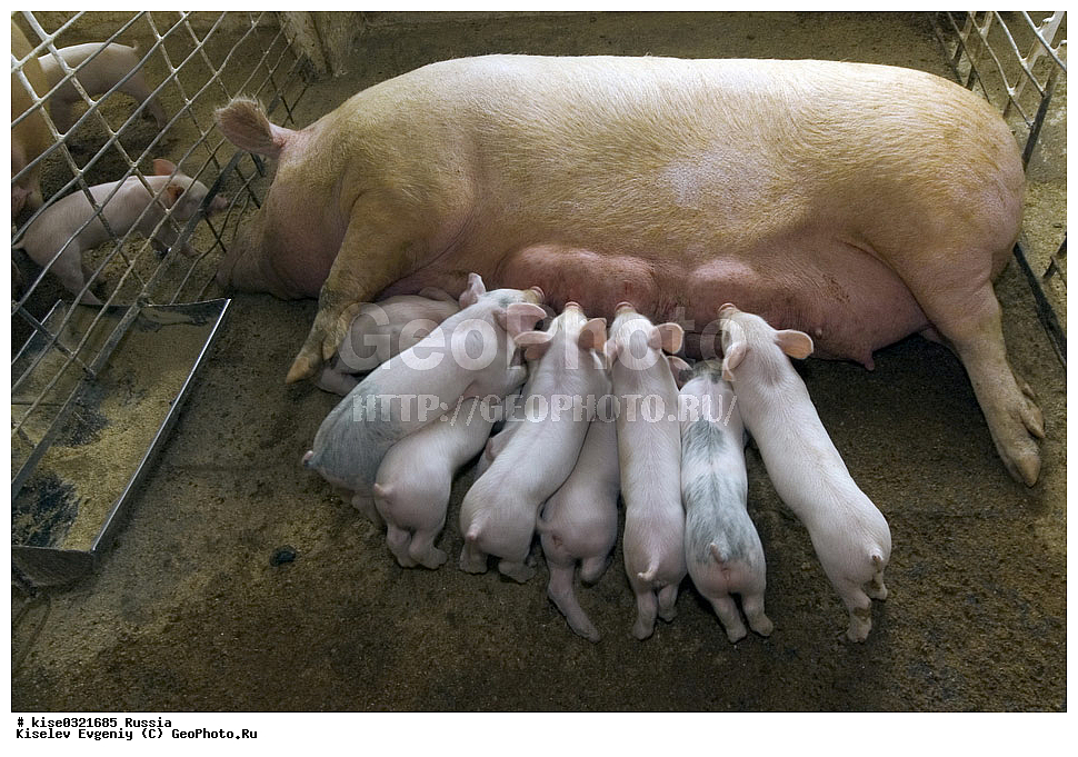 ������������� ����� � �� ���������, ������, ������������� ����, ����-��������� �����, ��������������, ������������, �����, ����������, ������, ����������, ���������, ��������, �����, ����� ����,, ��������, ��������, �������������, �������������, �����, �����, XYZ, ������, Suidae, �������� ������, Sus scrofa domesticus, Sus domesticus