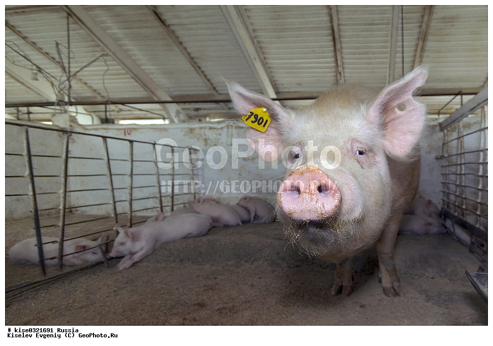 ������������� ����� � �� ���������, ������, ������������� ����, ����-��������� �����, ��������������, ������������, �����, ����������, ������, ����������, ���������, ��������, �����, , ��������, ��������, �������������, �������������, �����, �����, XYZ, ������, Suidae, �������� ������, Sus scrofa domesticus, Sus domesticus