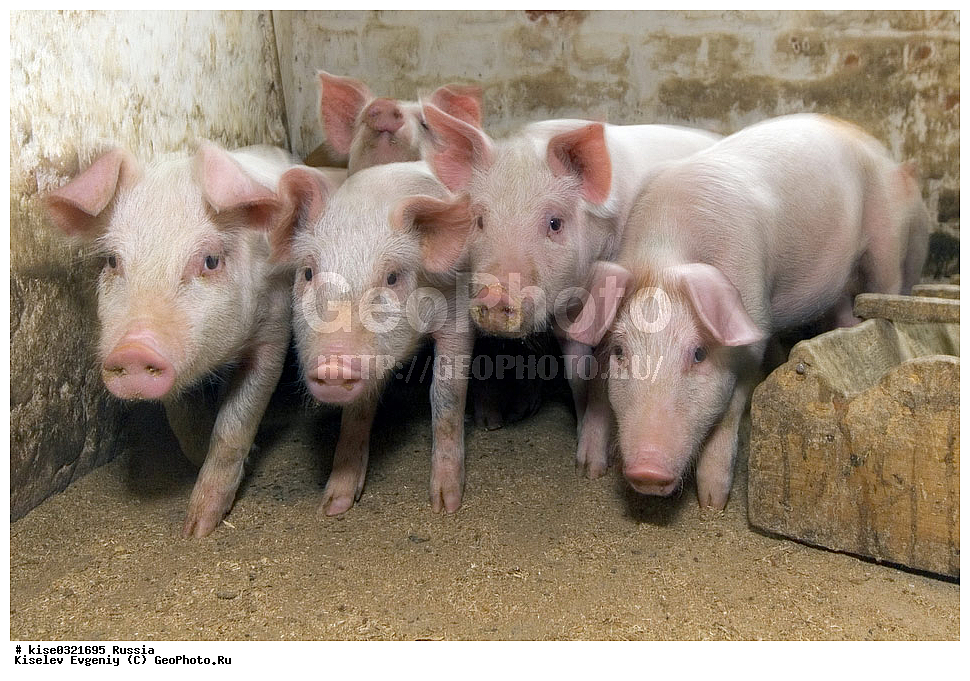 ������������� ����� � �� ���������, ������, ������������� ����, ����-��������� �����, ��������������, ������������, �����, ����������, ������, ���������, �����, �����, ��������, ����, ���������,, ��������, ��������, �������������, �������������, �����, �����, XYZ, ������, Suidae, �������� ������, Sus scrofa domesticus, Sus domesticus