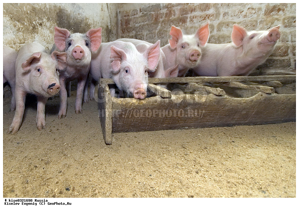 ������������� ����� � �� ���������, ������, ������������� ����, ����-��������� �����, ��������������, ������������, �����, ����������, ������, ���������, �����, �����, ��������, ����, ���������,, ��������, ��������, �������������, �������������, �����, �����, XYZ, ������, Suidae, �������� ������, Sus scrofa domesticus, Sus domesticus