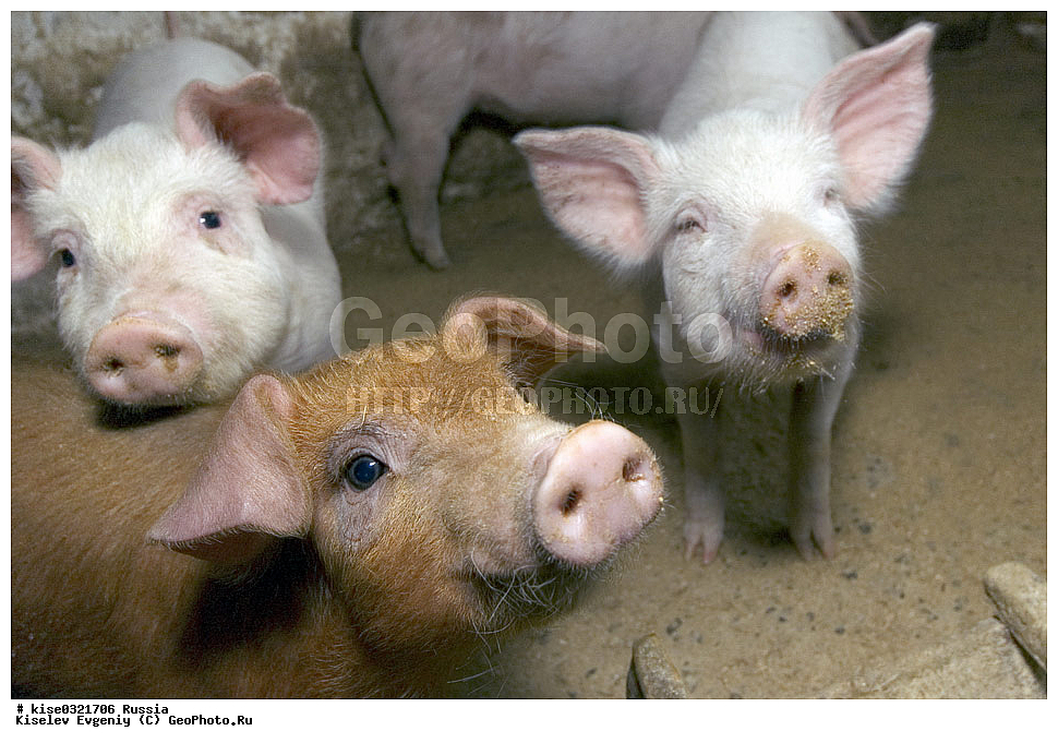 ������������� ����� � �� ���������, ������, ������������� ����, ����-��������� �����, ��������������, ������������, �����, ����������, ������, ���������, �����, �����, ��������, ����, ���������,, ��������, ��������, �������������, �������������, �����, �����, XYZ, ������, Suidae, �������� ������, Sus scrofa domesticus, Sus domesticus