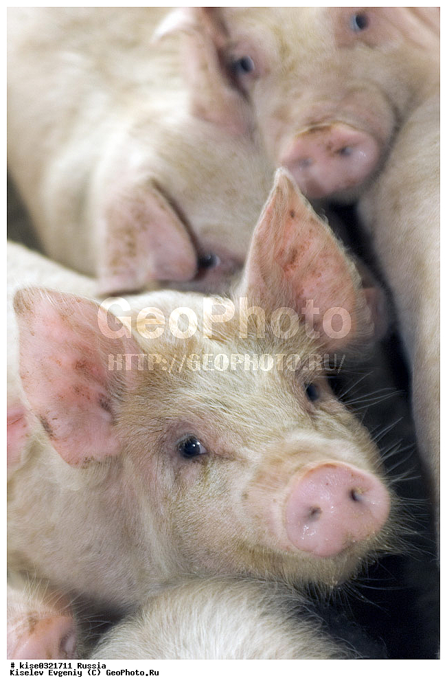 ������������� ����� � �� ���������, ������, ������������� ����, ����-��������� �����, ��������������, ������������, �����, ����������, ������, ���������, �����, �����, ��������, ����, ���������,, ��������, ��������, �������������, �������������, �����, �����, XYZ, ������, Suidae, �������� ������, Sus scrofa domesticus, Sus domesticus