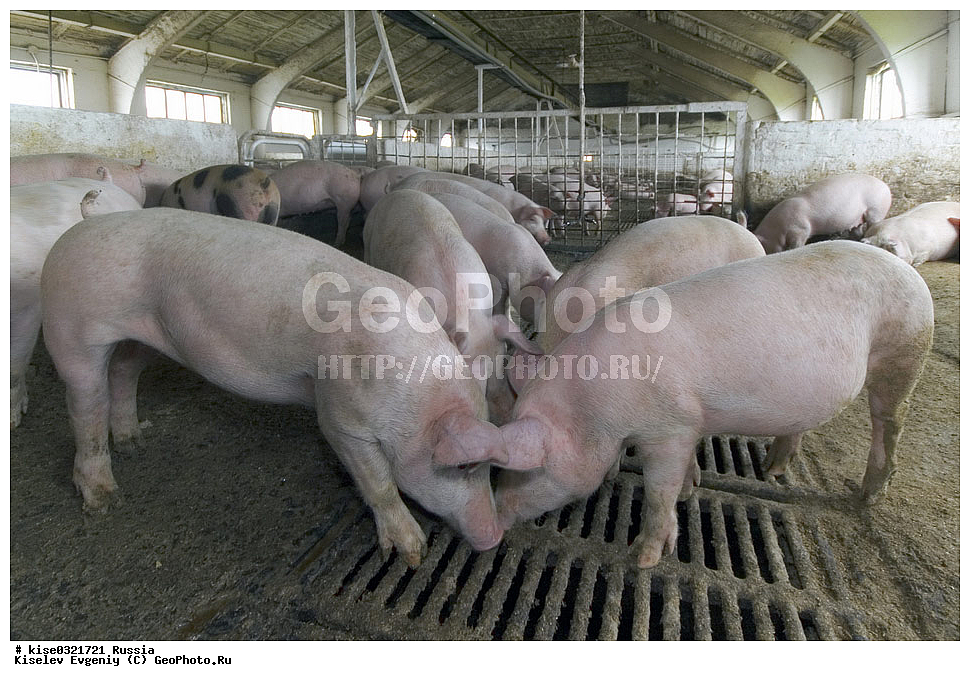 ������������� ����� � �� ���������, ������, ������������� ����, ����-��������� �����, ��������������, ������������, �����, ����������, ������, ���������, �����, �����, ��������, ����,, ��������, ��������, �������������, �������������, �����, �����, XYZ, ������, Suidae, �������� ������, Sus scrofa domesticus, Sus domesticus