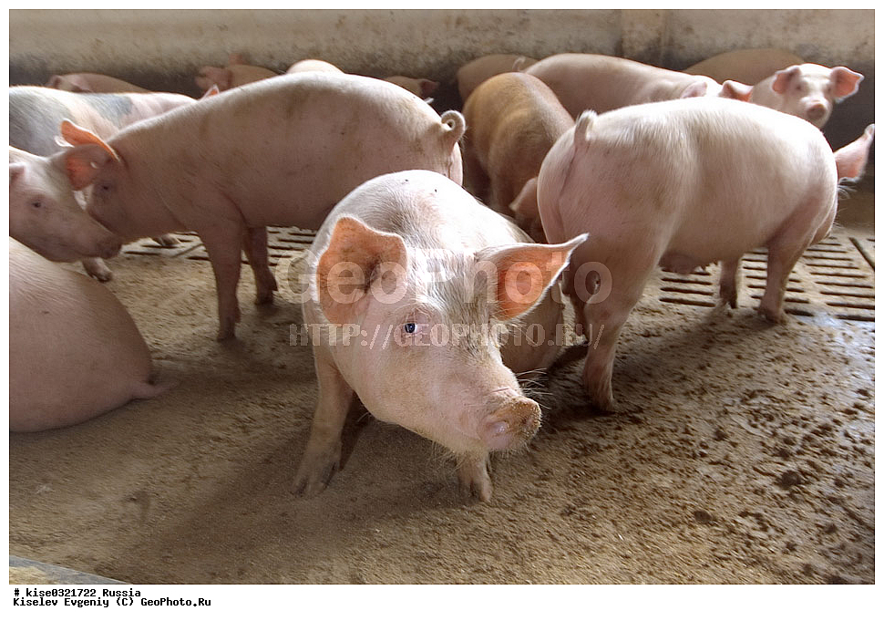 ������������� ����� � �� ���������, ������, ������������� ����, ����-��������� �����, ��������������, ������������, �����, ����������, ������, ���������, �����, �����, ��������, ����, ���������,, ��������, ��������, �������������, �������������, �����, �����, XYZ, ������, Suidae, �������� ������, Sus scrofa domesticus, Sus domesticus