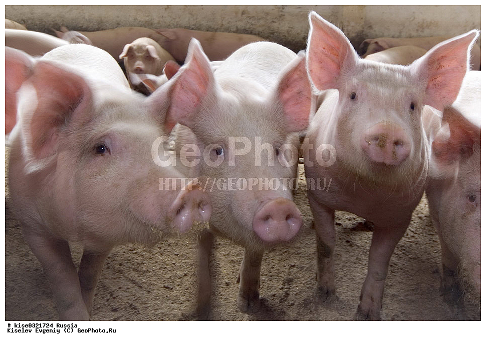 ������������� ����� � �� ���������, ������, ������������� ����, ����-��������� �����, ��������������, ������������, �����, ����������, ������, ���������, �����, �����, ��������, ����, ���������,, ��������, ��������, �������������, �������������, �����, �����, XYZ, ������, Suidae, �������� ������, Sus scrofa domesticus, Sus domesticus