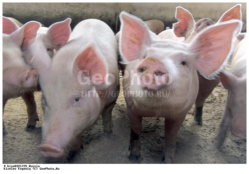 ������������� ����� � �� ���������, ������, ������������� ����, ����-��������� �����, ��������������, ������������, �����, ����������, ������, ���������, �����, �����, ��������, ����, ���������,, ��������, ��������, �������������, �������������, �����, �����, XYZ, ������, Suidae, �������� ������, Sus scrofa domesticus, Sus domesticus