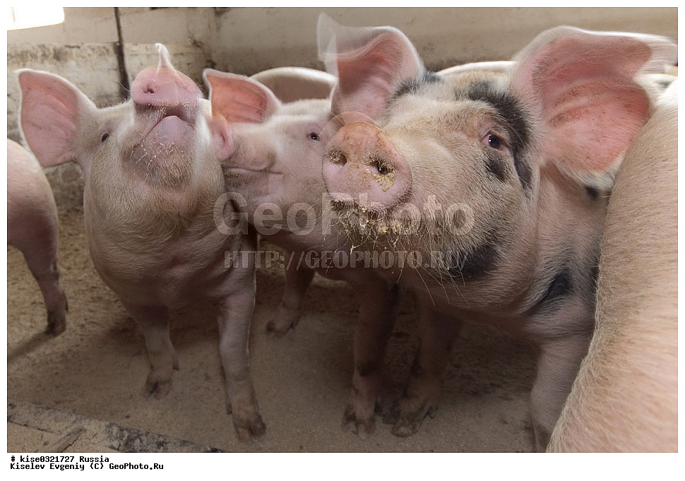 ������������� ����� � �� ���������, ������, ������������� ����, ����-��������� �����, ��������������, ������������, �����, ����������, ������, ���������, �����, �����, ��������, ����, ���������,, ��������, ��������, �������������, �������������, �����, �����, XYZ, ������, Suidae, �������� ������, Sus scrofa domesticus, Sus domesticus