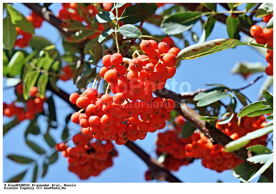 ������������� ����, �����, ���������, ���������, ������, ������, ������������� ����, ���������, �����, �����, �����, ����, ������, �����, ������,  �������������, �����, ����, ����,