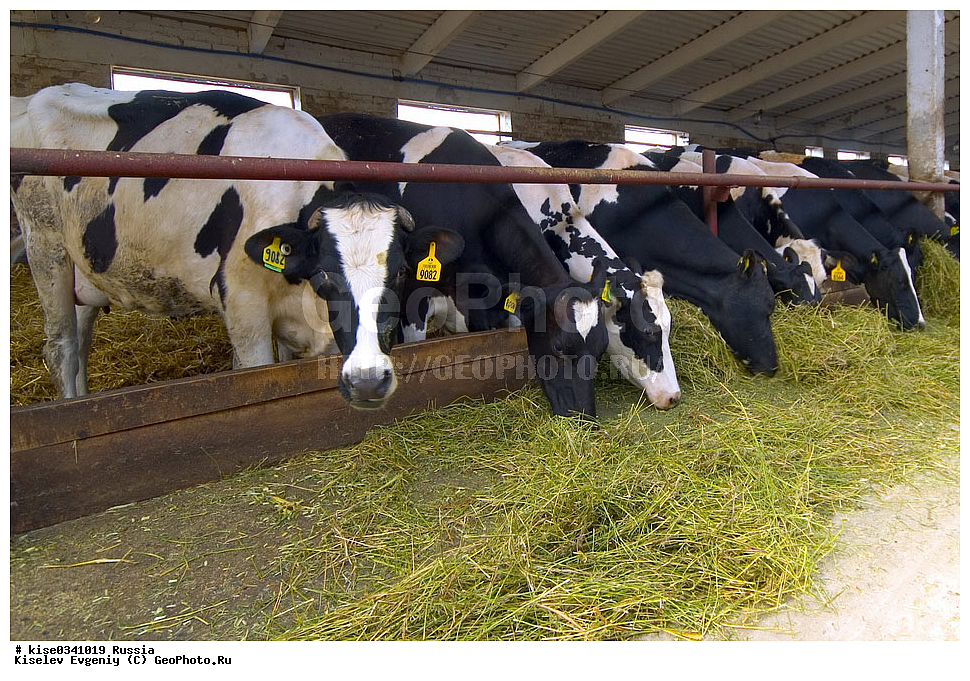  �� ����� �������� �������� �����, ������, ������������� ����, ���������, �����, �������� ���������, ��������������, �����, ������� ������� ����, ������������ ����������, ������, ��������, ��������, ����, ������, �����, �������� �����, ����, �����, ���������, , ��������, ��������, �������������, �������������, �����, �����, XYZ, ���������, Bovidae, ������, ���, ���, Bos taurus taurus, ��������, ��������, �������������, �������������, �����, �����, XYZ, ���������, Bovidae, ������, ���, ���, Bos taurus taurus